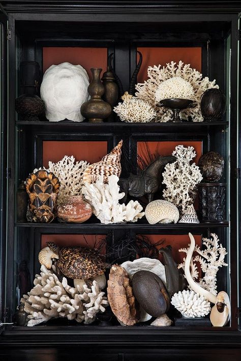 Coral Collection Display, Sea Shell Displays Ideas, Table Top Curio Cabinet, Shell Display Ideas, Shell Collection Display, Decorating With Shells, Turquoise Painted Walls, Coral Display, Shell Cabinet