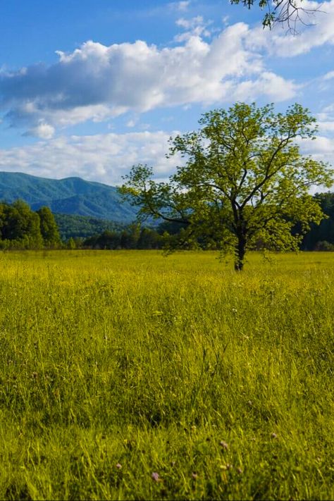 Smokey Mountains Tennessee Pictures, Cades Cove Tennessee Winter, Cades Cove Tennessee Photography, Cades Cove Family Pictures, The Smokey Mountains Tennessee, Mountains Vacation, Smokey Mountains Vacation, Cades Cove Tennessee, Trail Of Tears