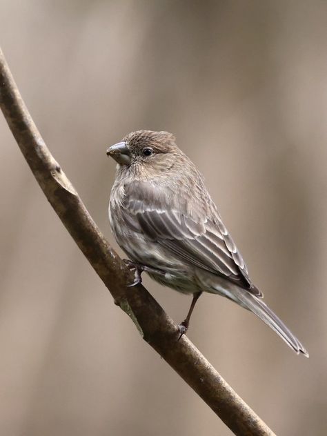 It's easy to overlook the female House Finch with her subtle coloring. But she's a joy to see, busily chomping seeds. Get To Know Nature @GetToKnowNature Finch Aesthetic, House Finch, Bird Identification, Warrior Cat Oc, Cat Oc, Tattoo Business, Finches, Grandma Core, Oc Ideas