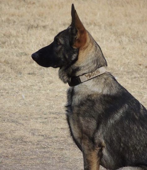 German Shepherd Side Profile, German Shepherd Side View, Baby German Shepherds, Sable German Shepherd, Moodboard Ideas, German Shepherd Mix, German Shep, Pretty Dogs, Belgian Malinois