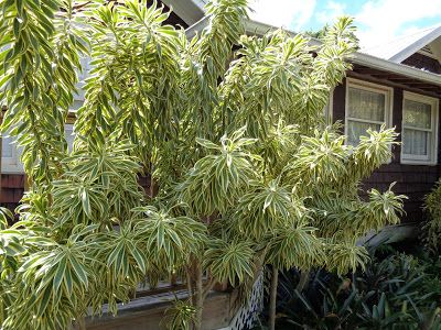 Song Of India Plant Landscaping, Song Of India Plant, Backyard Plants, Southwest Florida, Colorful Plants, Fence Design, Fence, Landscaping, Singing