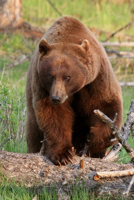 His Blue Eyes, Hair Street, Cinnamon Bear, Alaska Summer, Spectacled Bear, Cinnamon Bears, Kodiak Bear, American Black Bear, Baby Panda Bears