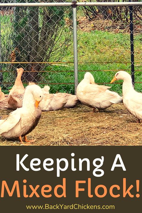 Ducks And Rabbits Together, Duck Laying Boxes, Chicken Eggs Problems, Duck Raising, Ducks And Chickens, Duck Feed, Chicken Roost, Food Egg, Chicken Flock