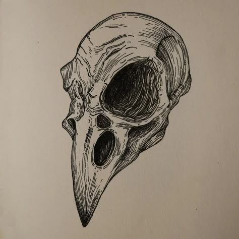 Tonal Drawing Ideas, Raven Skull Sketch, Crow Skull Art, Raven Skull Art, Crow Skeleton Tattoo, Peregrine Tattoo, Skull Pen Drawing, Raven Skull Drawing, Crow Skull Drawing