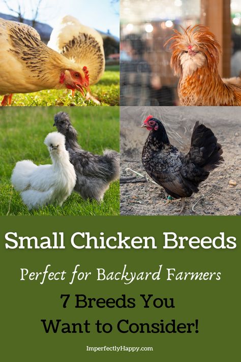 Are you thinking about starting a backyard chicken coop of your own? Are you looking for small egg laying hens? If you have always wanted one, it helps to know more about the different small chicken breeds that you can bring into the backyard flock and take care of for years. Pretty Chickens, Small Chicken Breeds, Polish Chickens, Homesteading Hacks, Bantam Chicken Breeds, Egg Laying Hens, Homesteading Life, Backyard Chicken Coop, Laying Chickens Breeds