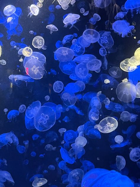 Aquarium Aesthetic, Art References, Sea Animals, Jellyfish, Aesthetic Wallpapers, Jelly, Art Reference, Celestial Bodies, New York