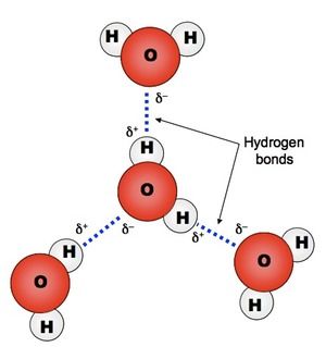 http://www.vce.bioninja.com.au/aos-1-molecules-of-life/biomolecules/inorganic-molecules.html Water Molecule Structure, Hydrogen Bonding, Water Structure, Ionic Bonding, Chemistry Education, Chemistry Classroom, Natural Philosophy, Chemistry Worksheets, Chemical Bond