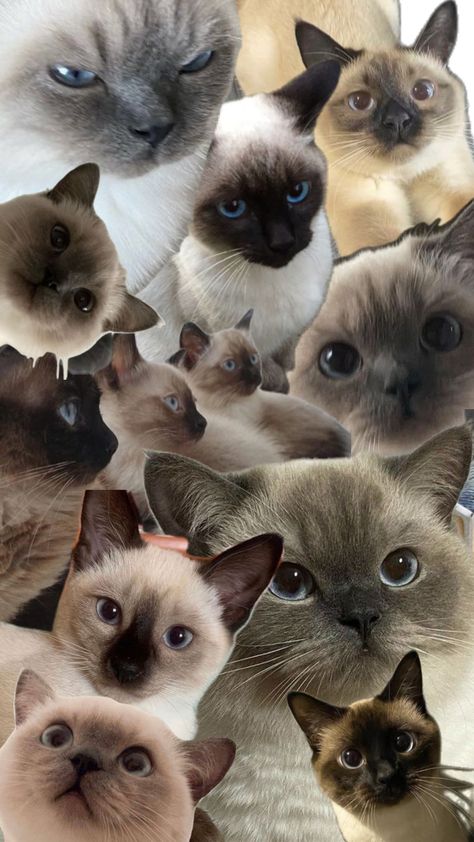 Siamese cat Xiaomi Wallpapers, Siamese Kittens, Kitty Wallpaper, Cat Aesthetic, Kawaii Wallpaper, Cat Wallpaper, Siamese Cats, Wallpaper Aesthetic, Kittens Cutest