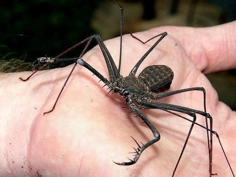 Tailless Whip Scorpion, Whip Spider, Insect Reference, Whip Scorpion, Animals Walking, Fairy Armadillo, Arachnids Spiders, Creepy Animals, Pet Spider