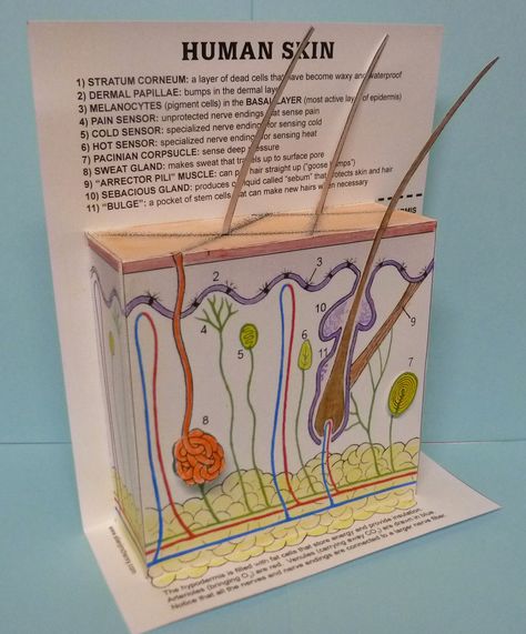 Cut-and-assemble paper model of human skin  Classical Conversations  Cycle 3 Week 5 Skin Model Project, Integumentary System Project, Human Body Projects, Skin Anatomy, Basement Workshop, Biology Projects, Integumentary System, Human Body Unit, Biology Classroom