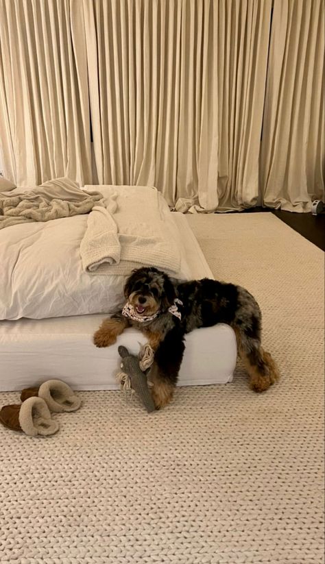 Madison Beer Bedroom, Dog In Apartment, Dog Bed Aesthetic, Beer Room, Bed Aesthetic, Madison Beer Style, Beer House, Dog Mommy, Story Aesthetic