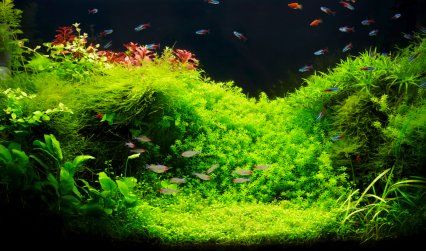 75 Gallon Aquarium, Live Aquarium Plants, Water Grass, Grass Decor, Live Aquarium, Fish Tank Plants, Home Aquarium, Pond Plants, Aquarium Design