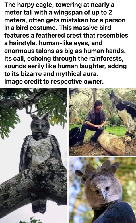 Animals And People, Harpy Eagle, Interesting Animals, Pretty Animals, Animal Facts, Weird Animals, Nature Animals, Cute Little Animals, 귀여운 동물