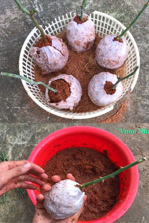 How to grow roses from cuttings easily! Compare the BEST & worst ways to propagate in water or soil, using potatoes, & root by air layering. - A Piece of Rainbow backyard, garden, flower gardening ideas, flowers, spring, summer, propagation, rooting plants #roses #propagation #backyard #gardens #gardening #gardeningtips #gardenideas #containergardening #diy #summer #spring #porch Roses Propagation, Canning Asparagus, Roses In Potatoes, Grow Roses From Cuttings, Propagate In Water, Roses From Cuttings, Roses Garden Care, Rooting Plants, Flower Gardening Ideas