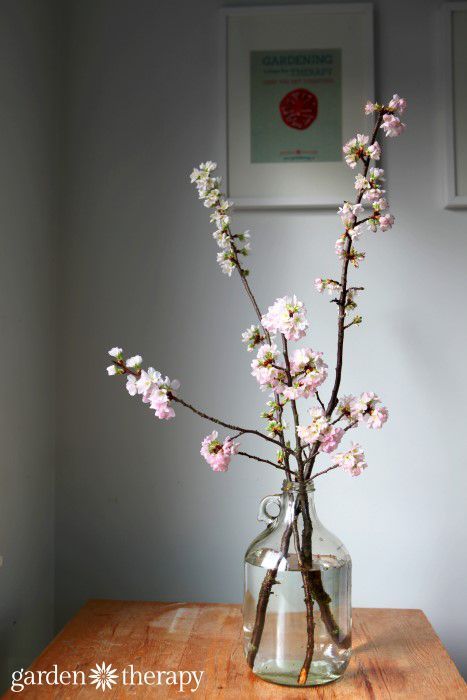 How to Force Flowering Branches to Bloom Indoors Branch Arrangements, Cherry Blossom Vase, Flowering Branches, Spring Food, Cherry Blossom Branch, Inside Plants, Garden Help, Branch Decor, Flower Branch