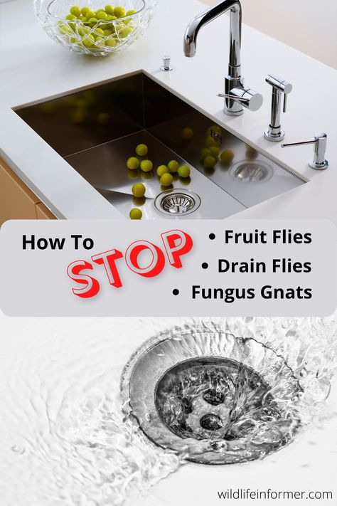 They take over your kitchen, they hang out around your shower drain, they swarm around your house plants. We look at who these pesty flies are and give you simple tips to help banish them from your home. #gnats #fruitflies #drainflies #fungusgnats #pestcontrol Gnats In Kitchen, Fly Remedies, How To Kill Gnats, Gnat Spray, Drain Flies, Fruit Flies In House, How To Get Rid Of Gnats, Natural Mosquito Repellent, Bug Spray Recipe