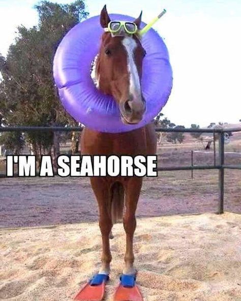 🤣😆 #mermaidmusings 🧜‍♀️ Animals With Captions, Horse Puns, Funny Horse Memes, Horse Meme, Horse Quotes Funny, Funny Horse Videos, Horse Jokes, Funny Horse Pictures, Animal Captions