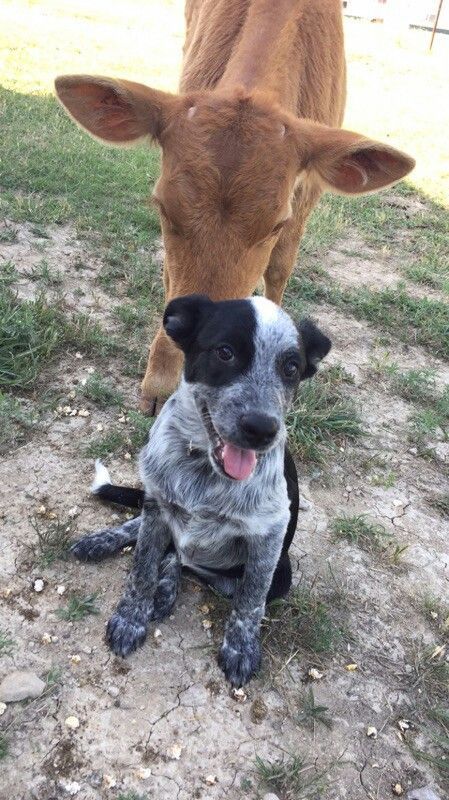 Blue Heeler Border Collie Mix - The Complete Border Heeler Guide Border Heeler, Blue Heeler Border Collie, Aussie Cattle Dog, Blue Heeled, Austrailian Cattle Dog, Red Heelers, Heeler Dogs, Blue Heeler Puppies, Pitbull Dogs