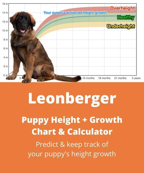 Estimate the adult height of your Leonberger puppy using our simple and free Leonberger puppy height calculator! Find out more at TheGoodyPet.com! Leonberger Puppy, Best Puppy Food, Weight Chart, Dog Dna Test, Height Growth, Free Puppies, Weight Charts, Weight Calculator, Dog Food Brands