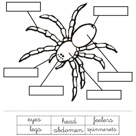 Spiders For Kids, Parts Of A Spider, Insect Body Parts, Spider Lessons, Charlottes Web Activities, Spider Diagram, Spider Printable, Science Halloween, Spider Unit