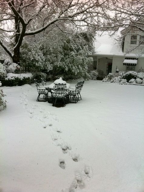 my snowy backyard Snowy Backyard, Snowy Garden, Airplane Wallpaper, Winter Magic, Snowy Day, Beautiful Scenery, Ranch House, Winter Scenes, Winter Snow