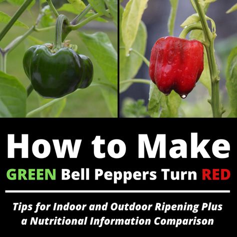 Growing Red Bell Peppers, Growing Green Peppers, Grow Bell Peppers, How To Make Yellow, Bell Pepper Plant, Growing Bell Peppers, How To Make Red, Red Bell Peppers, Green Bell Pepper