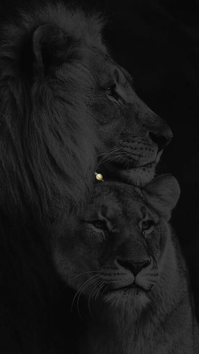 Lion King Poster, Lion Couple, Lion Head Tattoos, Lion Photography, Lion Love, Snap Streak Ideas Easy, Lion Wallpaper, Bike Photography, Lion Images