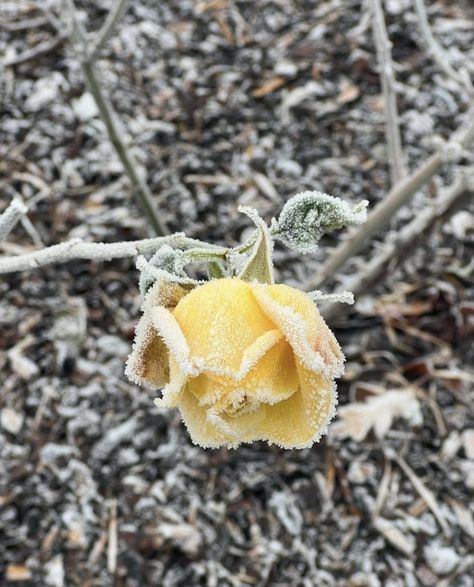 Yellow Winter Aesthetic, Yellow And Grey Aesthetic, Yellow Aesthetics, Winter Board, Snow Fairy, Fairy Aesthetic, Yellow Sun, Winter Photos, Snowy Day