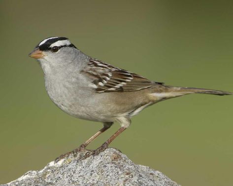 Bird Sparrow, Liberty State Park, Sparrow Art, Hudson County, Rhubarb Cake, Bird Identification, Bird Quotes, White Crown, Sparrow Bird