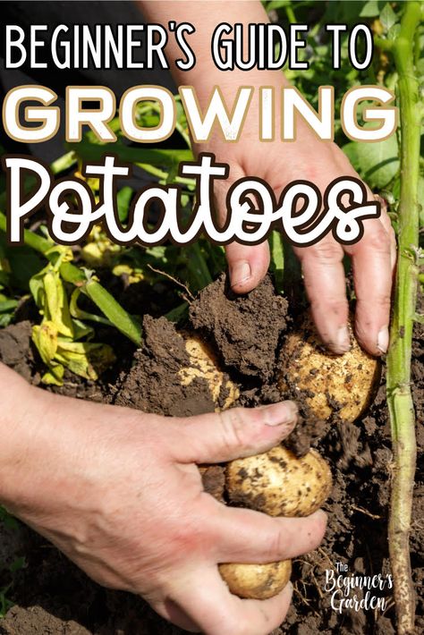 When To Plant Potatoes, Garden Potatoes, Potato Gardening, Grow Potatoes, Planting Potatoes, When To Plant, Vegetable Garden Diy, Victory Garden, Growing Veggies