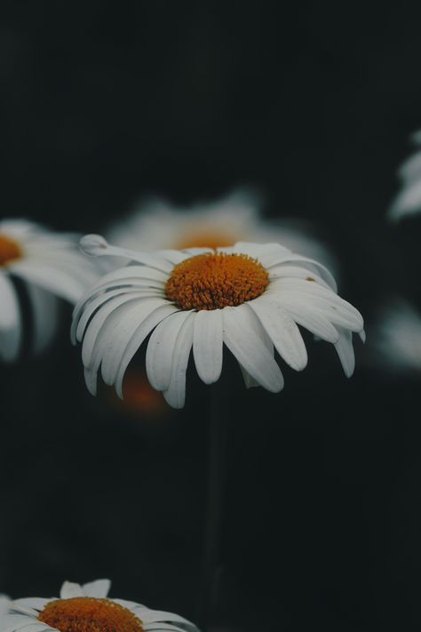 Captured with Canon EOS 77D #nature #details #closeup #daisy #flowers #darkedits Closeup Photography, Nature Details, Close Up Photography, Gray Aesthetic, Daisy Flowers, Higher Design, Canon Eos, Eos, Canon