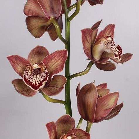 Cymbidium Orchid  Choco Bear is a strong, seasonal Brown cut tropical orchid. It is approx. 60cm. Brown Cymbidium Orchid, Cymbidium Orchid Tattoo, Botanical Branding, Brown Orchid, Tropical Orchid, Flower Arrangements Wedding, Dutch Flowers, Cymbidium Orchid, Topsy Turvy