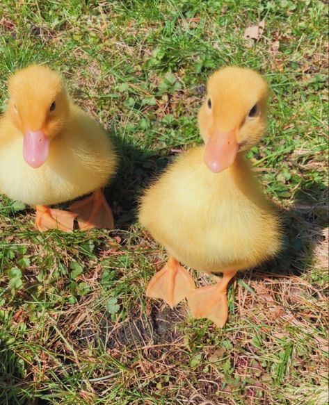 Airport Pictures, Cutee Animals, Cute Ducklings, Little Duck, Baby Ducks, Cute Animals Images, Silly Animals, Fluffy Animals, Cute Animal Photos