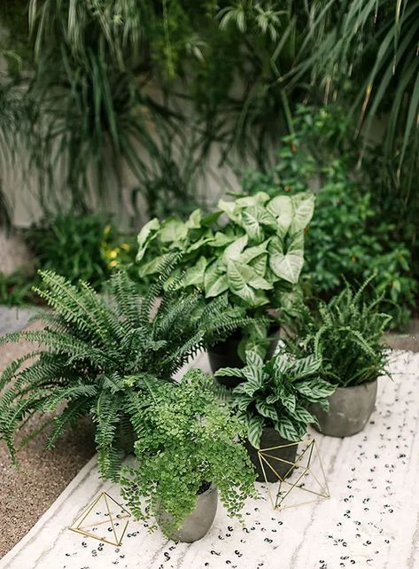 Plant Wedding Aesthetic, Plants At Wedding Receptions, Wedding With House Plants, Live Plant Wedding Decor, Houseplant Wedding Centerpieces, Live Plants Wedding Decor, Houseplant Centerpiece Wedding, Houseplant Wedding Decor, Tropical Plant Wedding