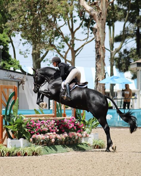 Working Hunter Horse, Hunter Horse Show Aesthetic, Hunter Horse Show, Hunter Jumper Aesthetic, Hunter Jumping, Jumper Aesthetic, Hunter Jumper Horses, Hunter Horse, Show Jumping Horses