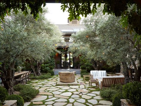 Olive Trees Landscape, Olive Trees Garden, Mediterranean Garden Design, Garden Walkway, Beautiful Patios, Mediterranean Garden, Olive Trees, Shade Trees, Courtyard Garden