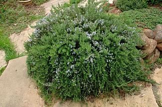 Plants For Planters, Rosemary Plant, Mediterranean Plants, Rosmarinus Officinalis, Mediterranean Garden, Evergreen Shrubs, Planting Herbs, Pool Landscaping, Ground Cover