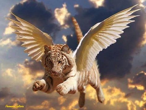 tiger with wings Mystical Animals, Tiger Pictures, Fantasy Pictures, Tiger Art, Lion Art, Mythical Creatures Art, White Tiger, Mystical Creatures, Dragon Art