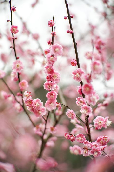 Ume Blossoms | Jean Li | Flickr Keyboard Painting, Ume Flower, Fallen Petals, Secret Tattoos, Wood Dragon, Secret Tattoo, Flowering Tree, Illustration Fashion Design, Wall Picture