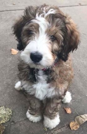 Medium Bernedoodle, Doodle Dogs, Bernedoodle Puppy, Goldendoodle Puppy, Doodle Dog, The Ozarks, Dream Dog, Good Dog, Bernese Mountain Dog