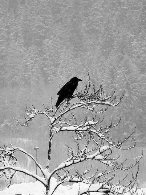 Jon Snow Aesthetic, Snow Aesthetic, Raven Art, Crows Ravens, I Love Winter, Winter Scenery, Fantasy Aesthetic, Winter Aesthetic, Aesthetic Images