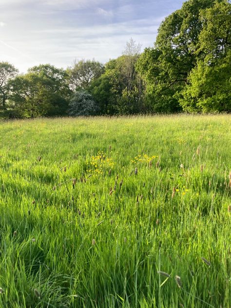 A field filled with vibrant yellow butter cups and wild flowers in late afternoon Grassy Field, Grass Field, Countryside House, Real Photos, Pretty Art, Art Reference, Forest