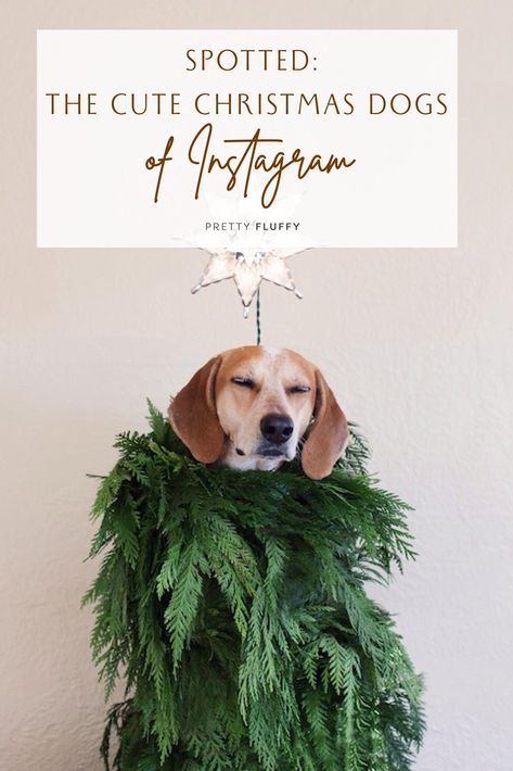 WARNING: Seriously cute Christmas dog photos ahead! We’re spreading pooch-inspired holiday cheer with our round-up of the cutest Christmas dogs on Instagram. Christmas Photoshoot Ideas Dogs, Funny Dog Christmas Cards Photo Ideas, Diy Dog Christmas Photoshoot, Christmas Dog Photos, Dog Holiday Photos, Dog Holiday Photoshoot, Christmas Picture Ideas With Dogs, Christmas Dog Pictures, Christmas Dog Photoshoot