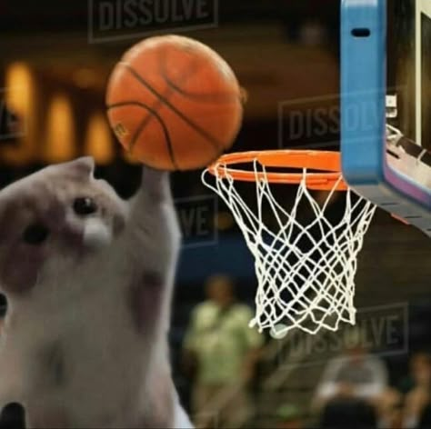 Pet Owners, Not Mine, A Cat, A Dog, Basketball, Pet