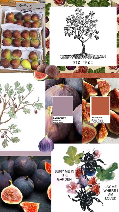 Figs Color Palette, Fig Fruit Aesthetic, Fig Color Aesthetic, Figs Aesthetics, Fig Color Palette, Fig Tree Aesthetic, Red Nature Wallpaper, Fig Wallpaper, Fig Aesthetic