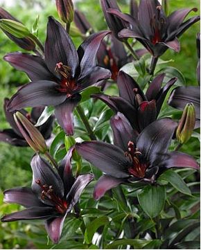 Black lily Asiatic Lily, Goth Garden, Lily Garden, Lily Bulbs, Gothic Garden, Inspiration Tattoos, Asiatic Lilies, Flower Store, Black Garden