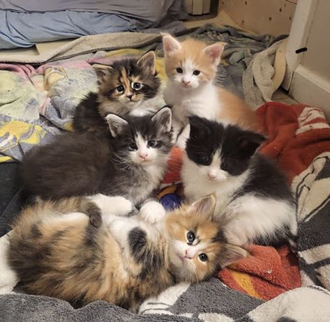 Cat Group Photo, Group Of Kittens, Silly Kitties, Group Of Cats, Group Picture, Cat Pose, Cat Artwork, Cat Behavior, Cat Person