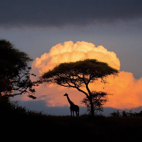 Savanna Tree, Africa Aesthetic, African Aesthetic, Safari Art, Africa Photography, African Sunset, Tanzania Africa, Africa Safari, Destination Voyage