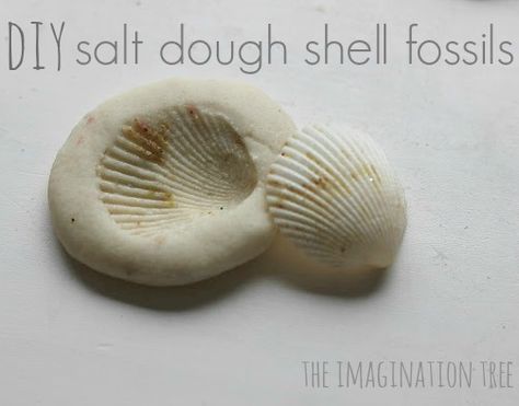 Create shell and nature imprints in salt dough to make fossil-like treasures from adventures this summer! Diy Fimo, Imagination Tree, Salt Dough Ornaments, Dinosaur Crafts, Salt Dough, Beach Crafts, Shell Crafts, Nature Crafts, Summer Crafts