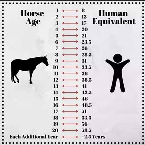 Horse Age, Horse Lessons, Horse Riding Quotes, Healthy Horses, Horse Information, Horse Facts, Horse And Human, Horse Care Tips, Horse Info